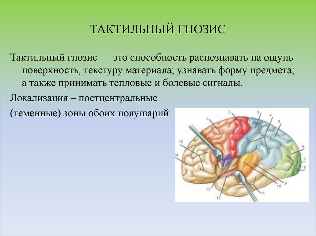 Гнозис это. Тактильный Гнозис. Развитие тактильного гнозиса. Тактильный Гнозис нейропсихология. Тактильный Гнозис нарушения.