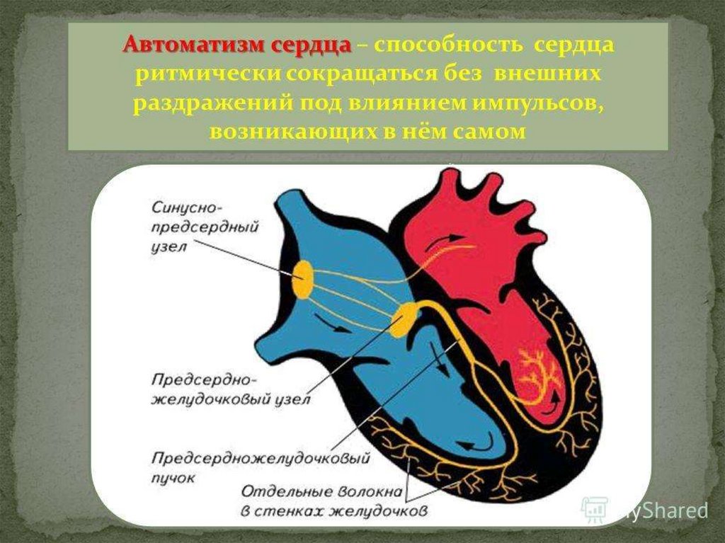 Автоматизм это. Автоматизм сердца. Автоматизм работы сердца. Автоматизм сердца это его способность. Презентация на тему автоматизм сердца.