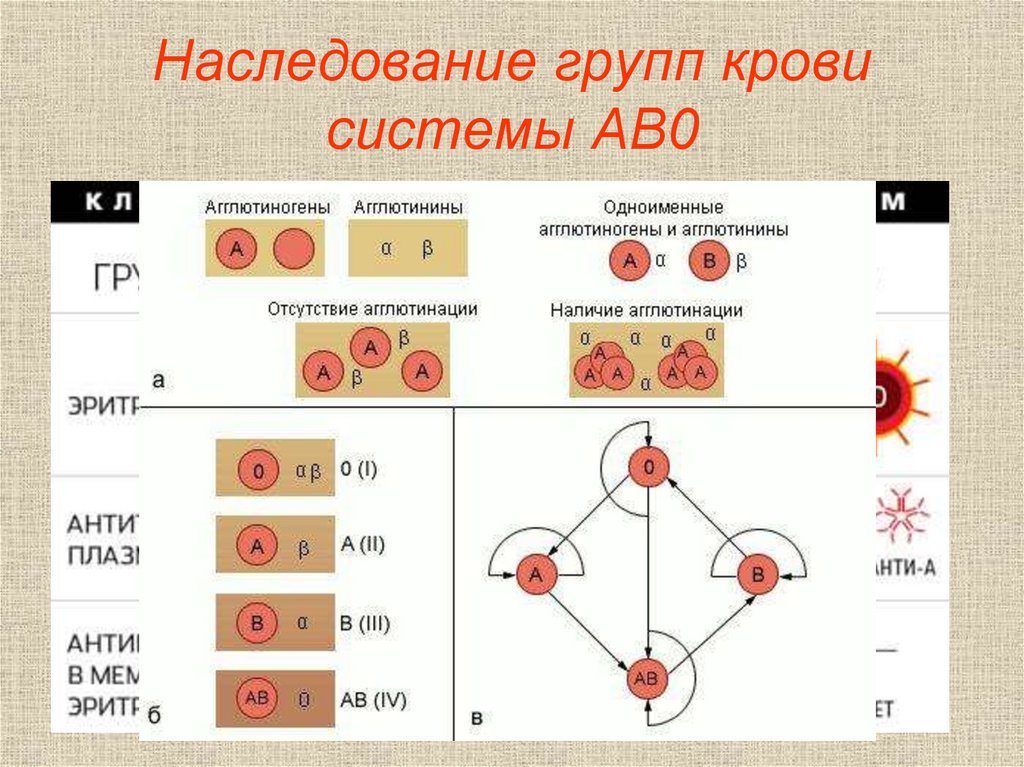 Схема крови по группам