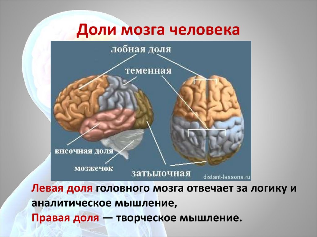 Перечислите доли головного мозга. За что отвечают доли головного мозга.