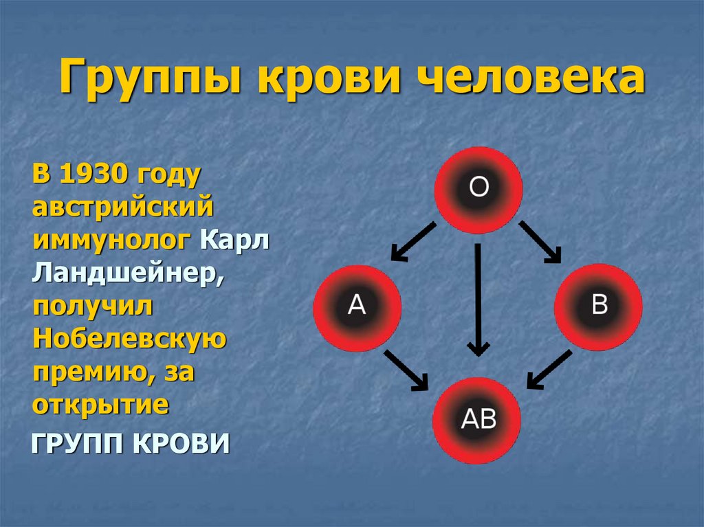 Группы крови и характер человека проект