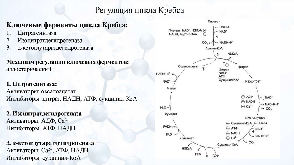Синтез атф цикл кребса. Седьмая реакция цикла Кребса. Цикл Кребса НАДФ. Цикл Кребса пировиноградная кислота. Регуляторные реакции цикла Кребса.