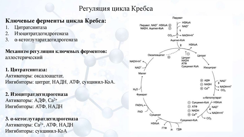 Где происходит цикл. Седьмая реакция цикла Кребса. Цикл Кребса НАДФ. Стадии цикла Кребса таблица. Цикл Кребса кратко и понятно 10 класс.