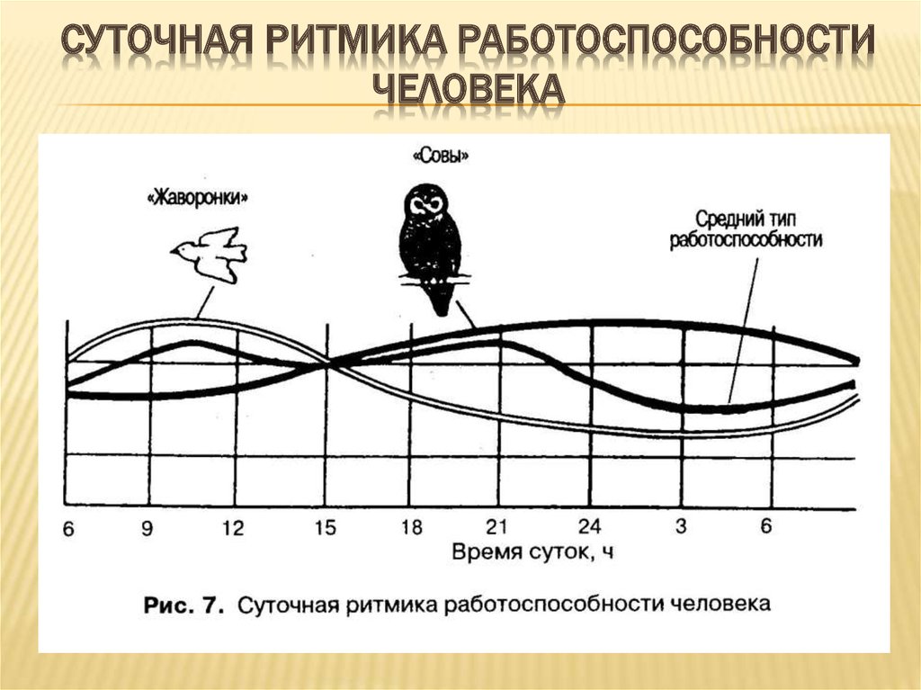 Биоритмы изучение циркадных ритмов и хронотипов проект