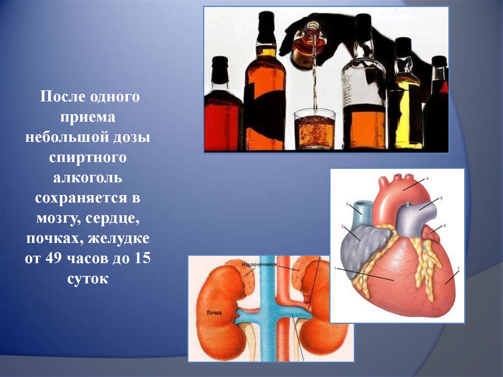 Влияние алкоголя на почки презентация