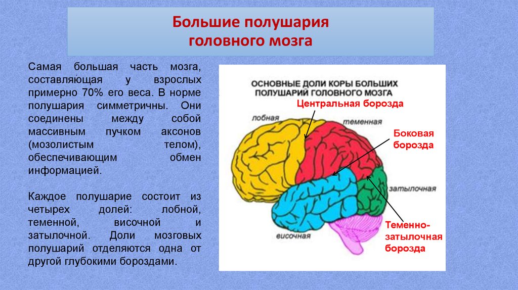 Зона затылочной доли мозга. Доли правого полушария головного мозга. Доли коры больших полушарий. Доли полушарий большого мозга.