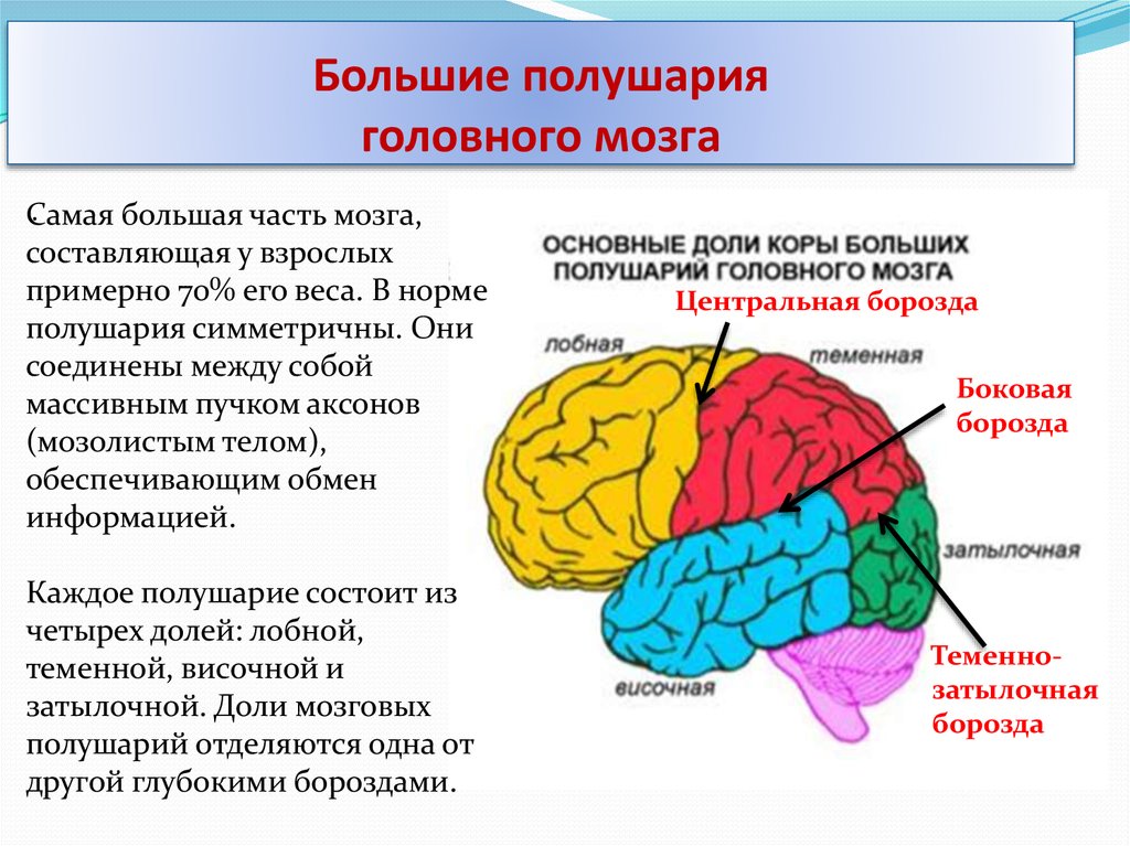 Какой буквой на рисунке обозначен отдел мозга человека в котором располагаются центры речи