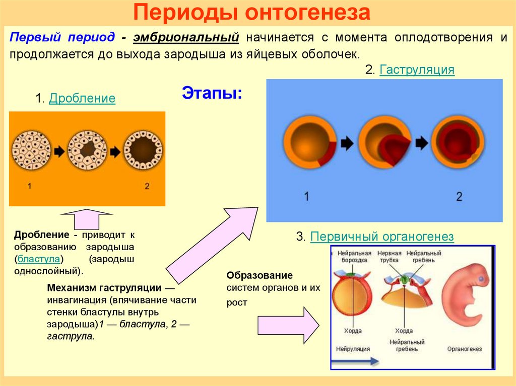 Онтогенез особенности процесса. Схема индивидуального развития онтогенез. Этапы 1 стадии онтогенеза. Эмбриональный период онтогенеза схема. Эмбрион период онтогенеза ; этапы.