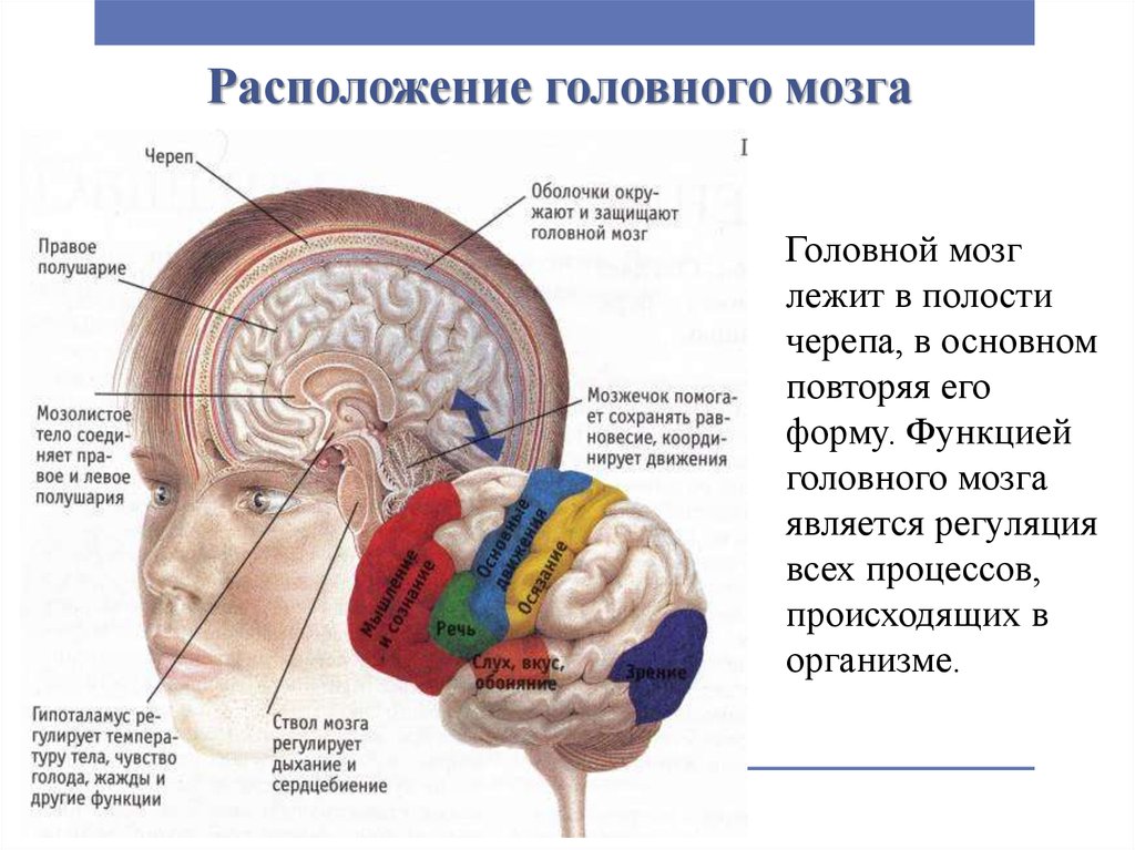Правая гемисфера мозга. Расположение головного мозга. Головной мозг местоположение. Расположение головного мозга в черепе. Левая гемисфера головного мозга.