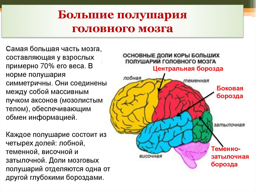 Функции головного