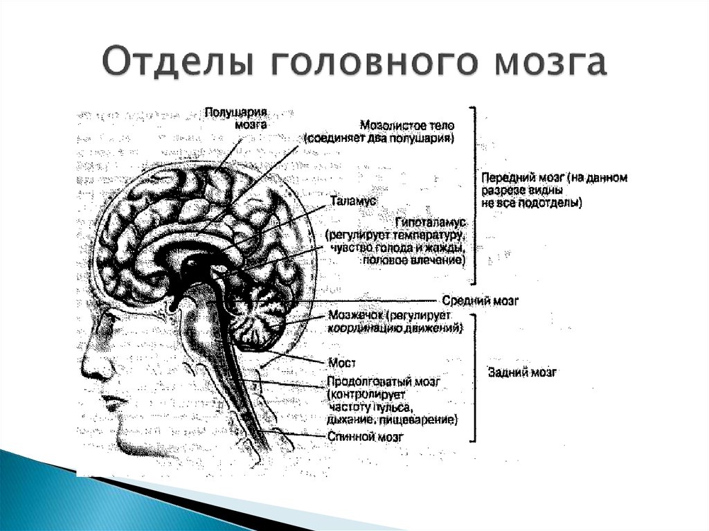 Какие отделы включает головной мозг. За что отвечают отделы головного мозга. Отделы головного мозга схема. Мозг отделы мозга. Отделы заднего мозга.