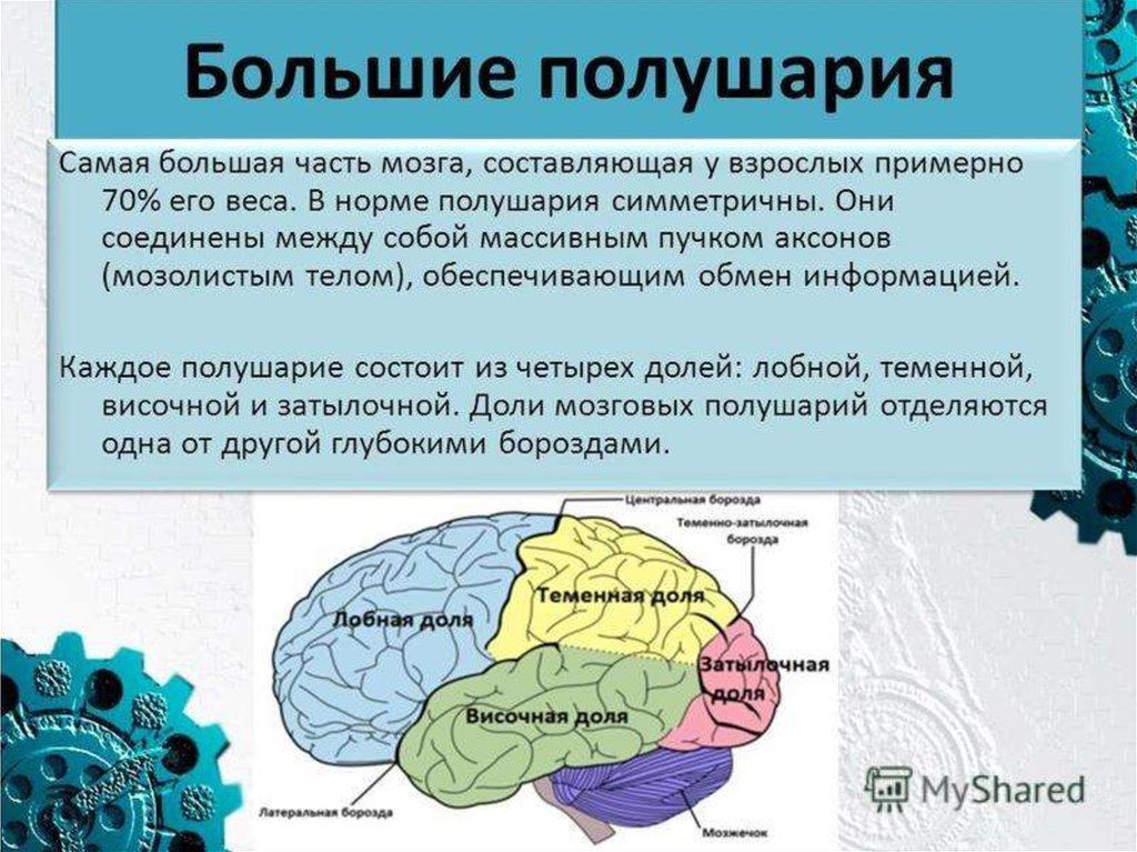 Полушария головного мозга презентация