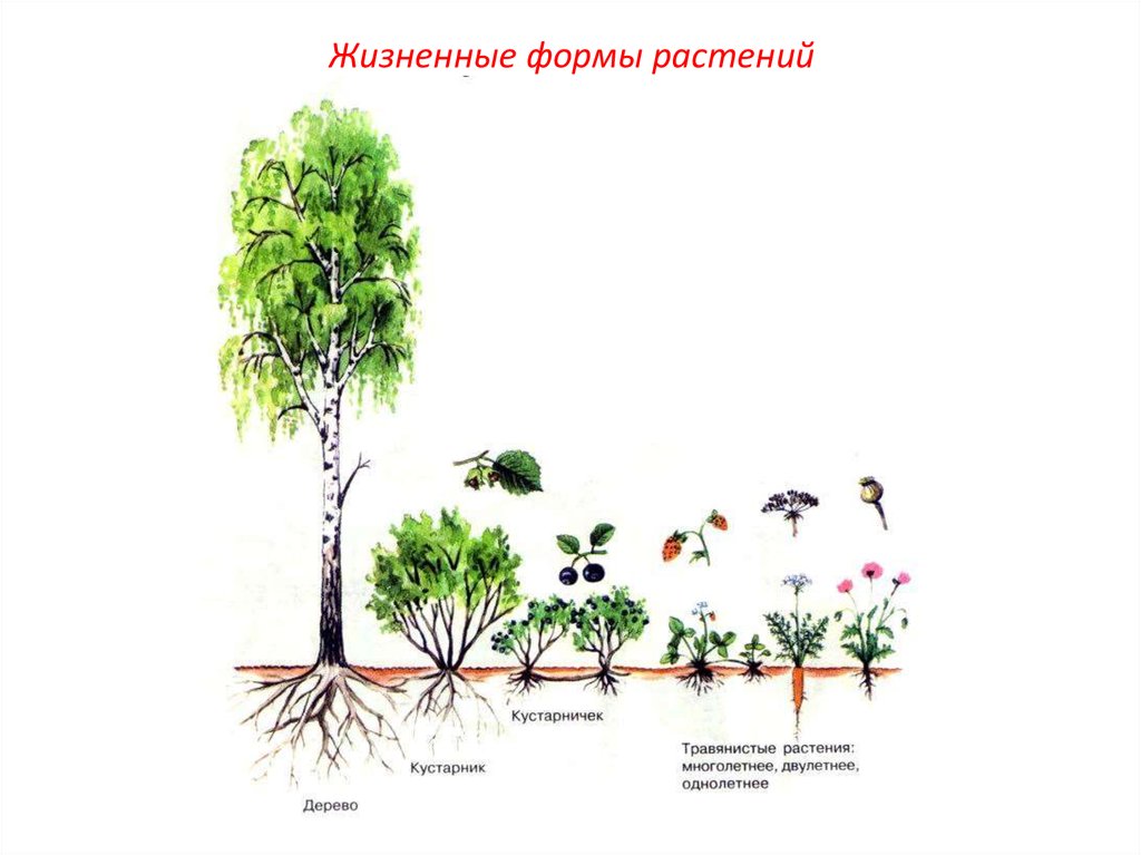 Определите жизненные формы растений. Жизненные формы древесных растений дендрология. Растения разных жизненных форм. Жизненные формы растений деревья. Жизненная форма растения габитус.