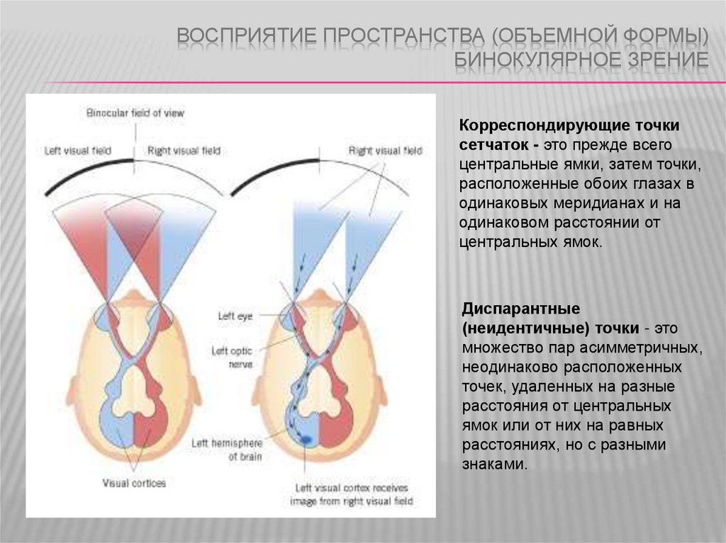 Само восприятие. Восприятие пространства бинокулярное зрение. Корреспондирующие точки сетчатки. Бинокулярная диспарантность. Корреспондирующие и диспаратные точки.