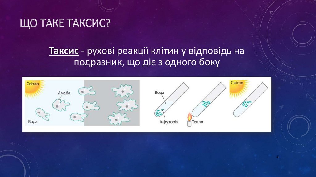 Таксис. Таксис простейших примеры в биологии. Таксисы у простейших. Таксисы характерны для.