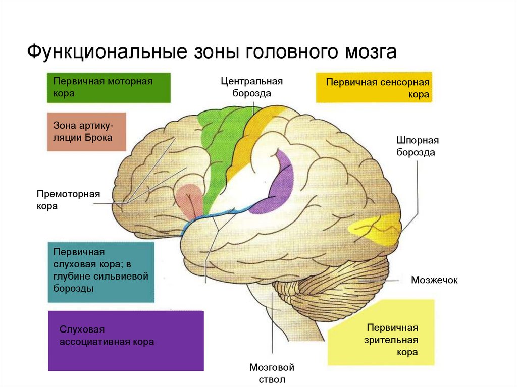 Рассмотрите рисунок обозначьте функции за которые отвечают выделенные зоны полушарий