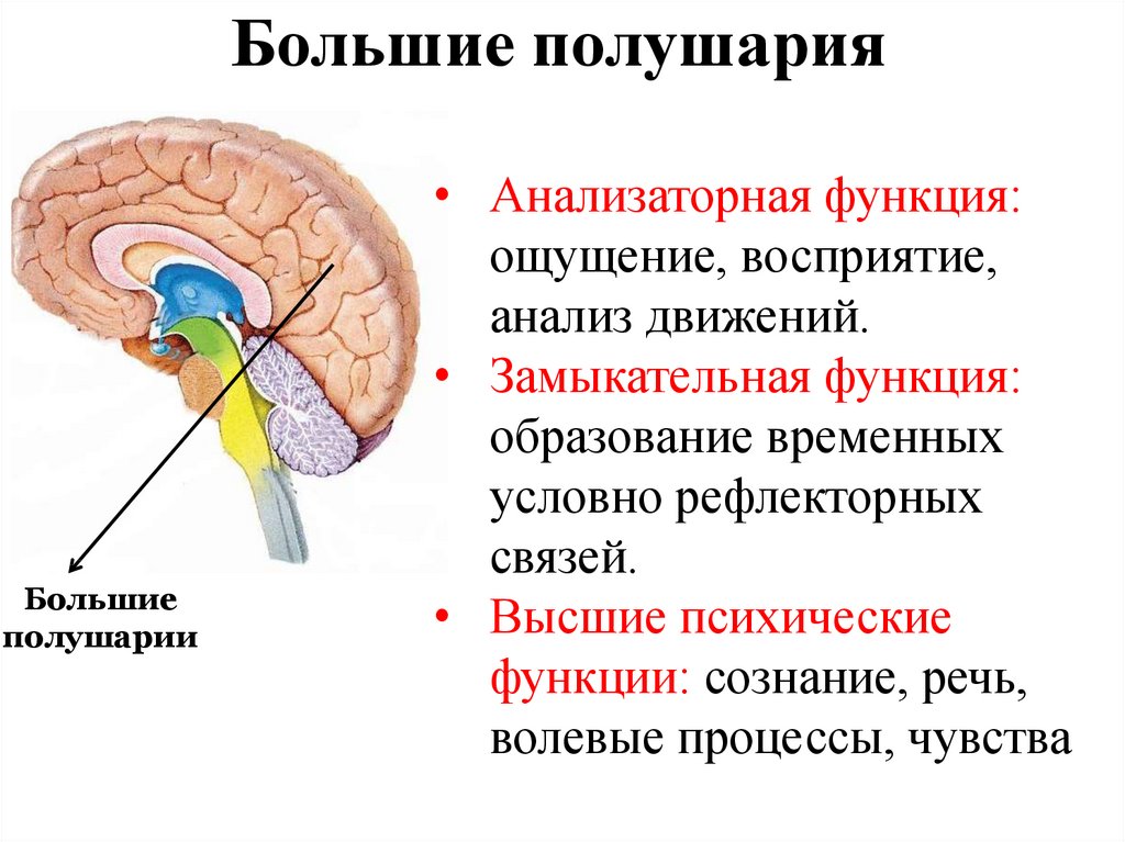 Кору и полушария в головном мозге имеют. Строение и функции больших полушарий. Большие полушария головного мозга строение и функции. Большие полушарич переднего мощдаголовного мозга функции.