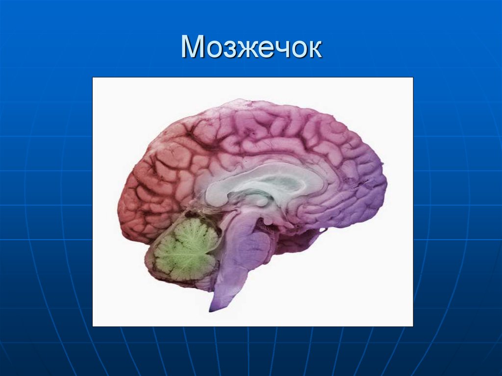 Мозжечок. Мозжечок человека. Мозжечок у взрослого человека.