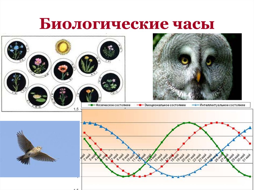 Исследование биоритмов человека проект