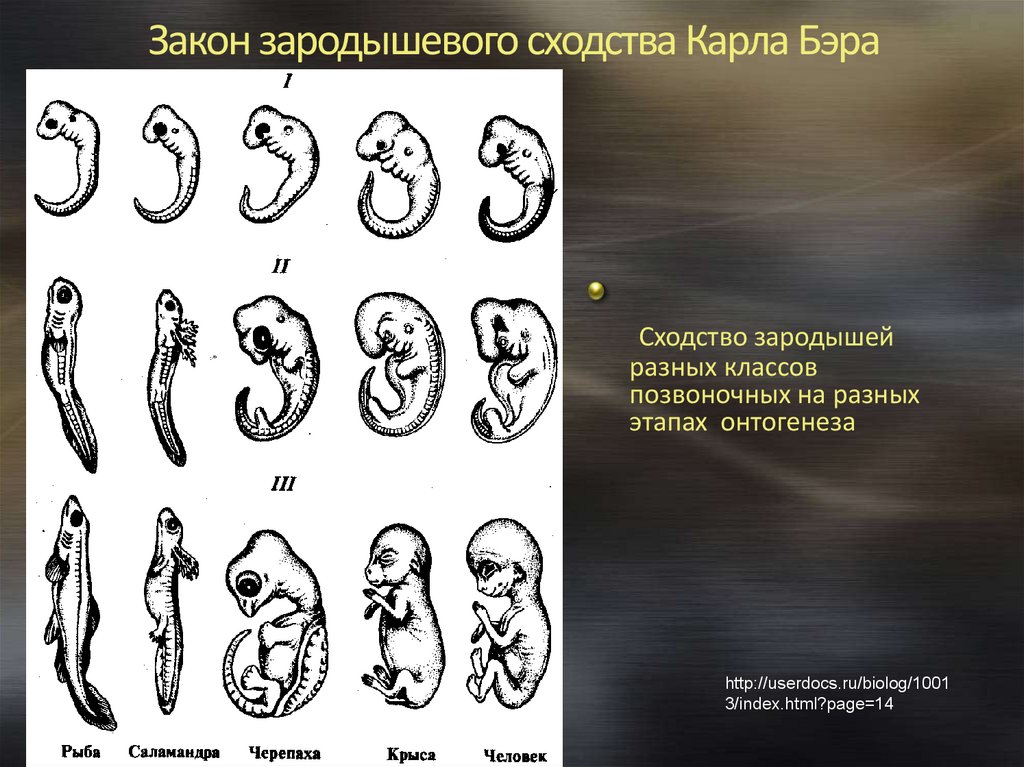 Онтогенез позвоночных закон геккеля. Закон зародышевого сходства эмбрионов.