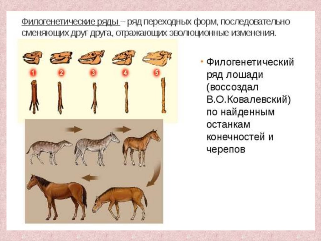 Какая группа доказательств эволюции. Эволюция лошади Ковалевский. Филетическая Эволюция лошади. Филогенетический ряд лошади Ковалевский. Эволюция филогенетический ряд лошади.