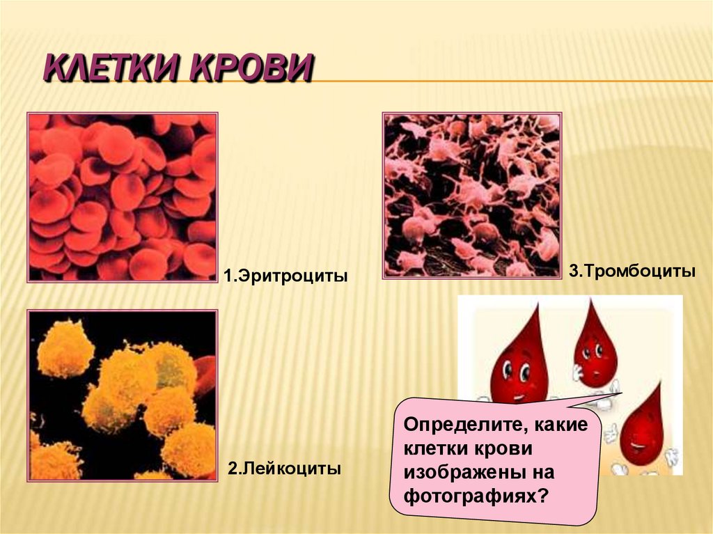 Эритроциты и лейкоциты. Клетки лейкоциты эритроциты тромбоциты. Эритроциты и тромбоциты в крови. Кровяные тельца биология 8 класс тромбоциты. Эритроциты лейкоциты тромбоциты рисунок.