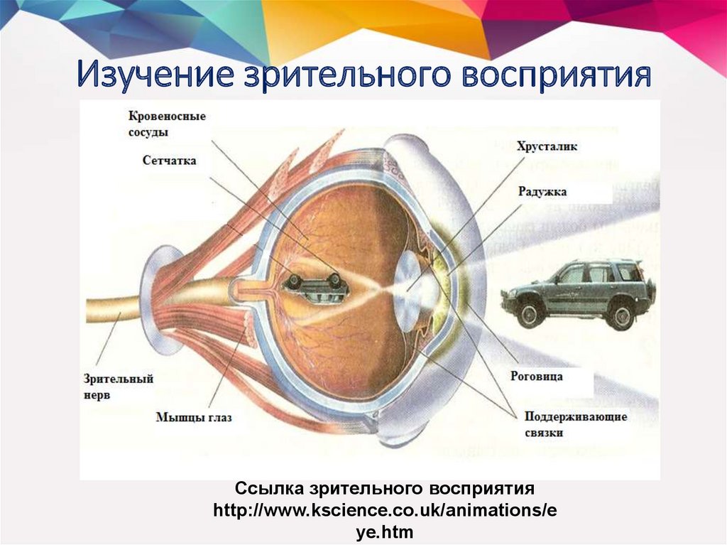 Какую картинку видит глаз