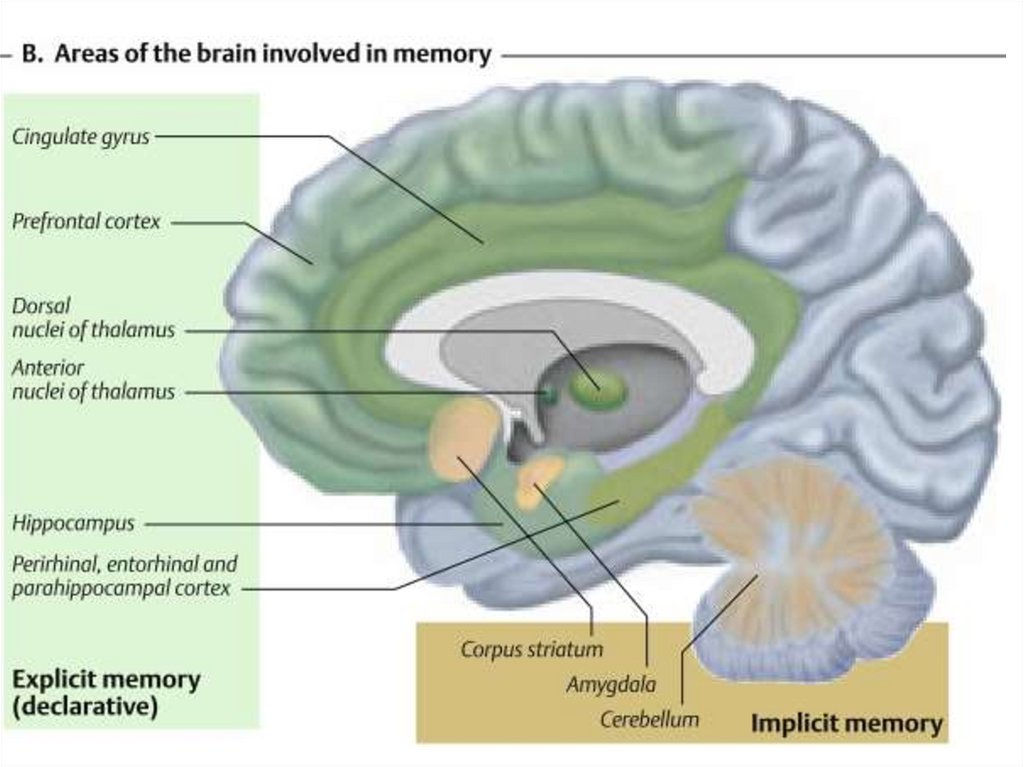 Память в каком отделе мозга. Отделы головного мозга отвечающие за память. Структуры мозга участвующие в процессах памяти. Структуры головного мозга отвечающие за память. Зона памяти в головном мозге.