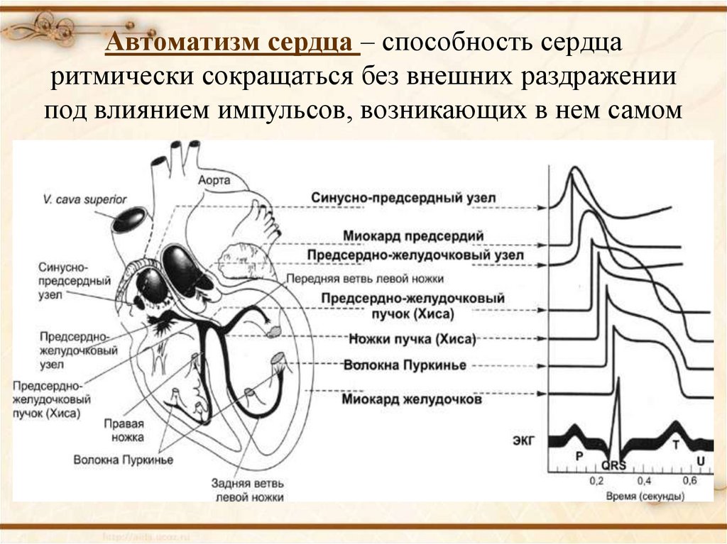 Автоматизм это. Проводящая система сердца автоматизм. Проводящая система сердца частота генерации импульсов. Автоматизм сердца схема. Способность сердца сокращаться под влиянием импульсов возникающих.