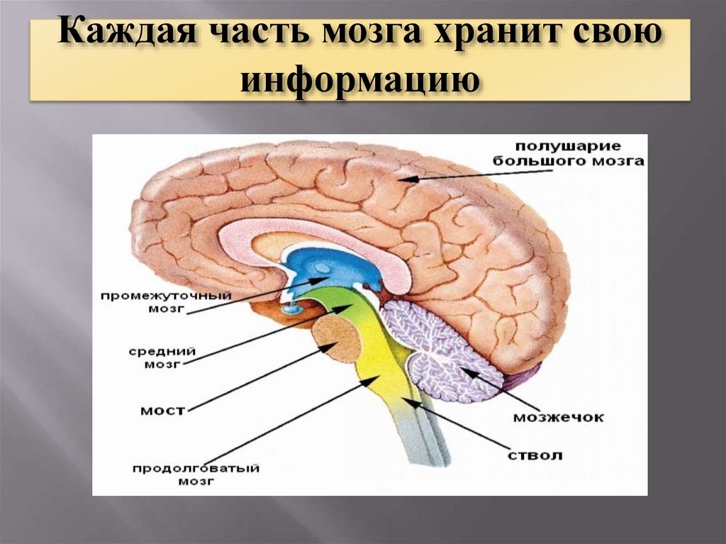 Память в каком отделе мозга. Части мозга. Каждая часть мозга хранит свою информацию. Мозг части мозга. Мозг и память человека.