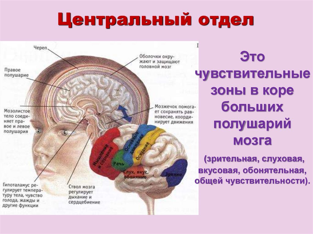 Центр голода в головном мозге. Центральный отдел. Мозг в черепной коробке. Строение черепа и головного мозга. Центральный головной мозг.