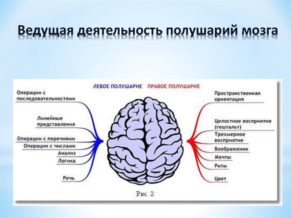 Левое полушарие мозга инсульт. Левое и правое полушарие мозга. За что отвечает правое полушарие.