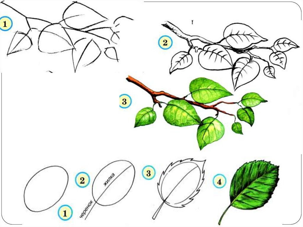 Нарисовать ветку дерева с листьями