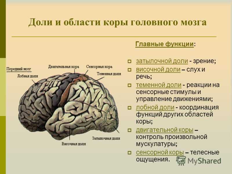 Рассмотрите рисунок обозначьте функции за которые отвечают выделенные зоны полушарий