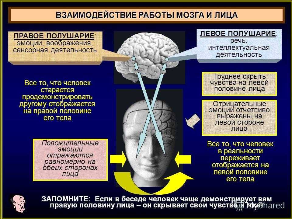Расстройство полушарий. Эмоции правое и левое полушарие. Мозг человека информация. Левое полушарие мозга отвечает за эмоции.