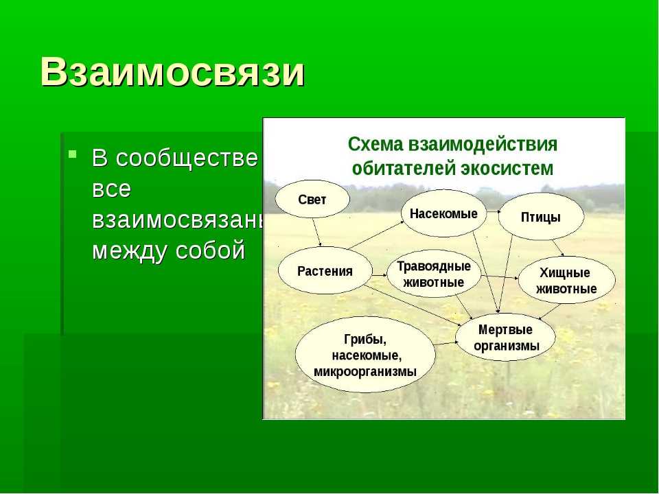 Используя информационные ресурсы подготовьте презентацию материалов о формах взаимоотношений