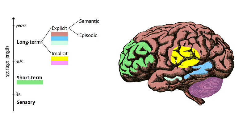 Short term memory. Мозг память айцгеймера. Short-term Memory Brain activity. Elements of episodic Memory. Melbourne Brain Centre Memories.