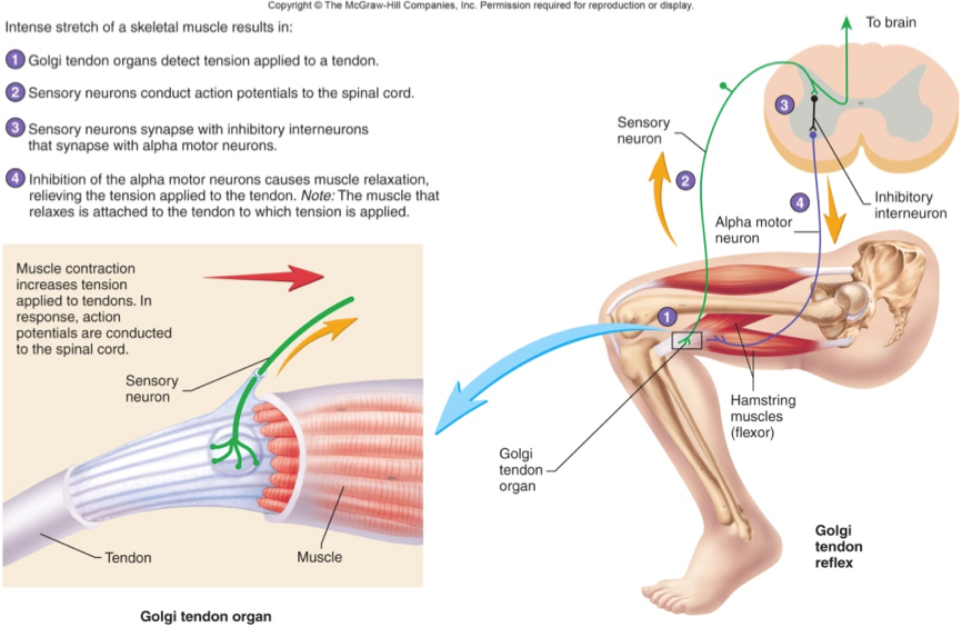 Кожно мышечные рефлексы. Рефлекс с сухожильных рецепторов Гольджи. Сухожильный рефлекс Гольджи схема. Рецепторы растяжения мышечные веретена. Нервно мышечное Веретено рефлекс.