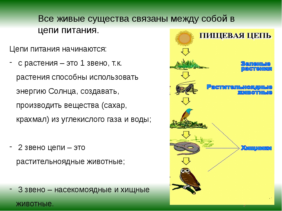 Питание животных окружающий мир 2 класс презентация