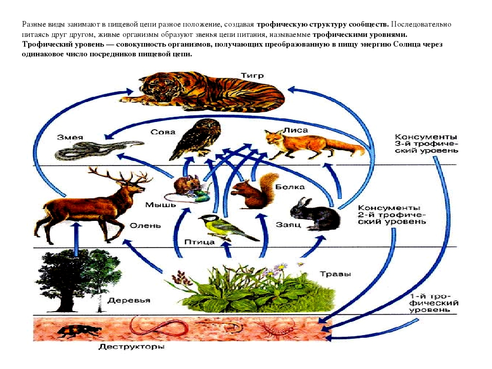 Какой организм в цепях питания экосистемы. Пищевая сеть 5 класс биология. Цепочка питания биология 5. Пищевые Цепочки 5 класс биология. Трофические уровни в цепи питания.