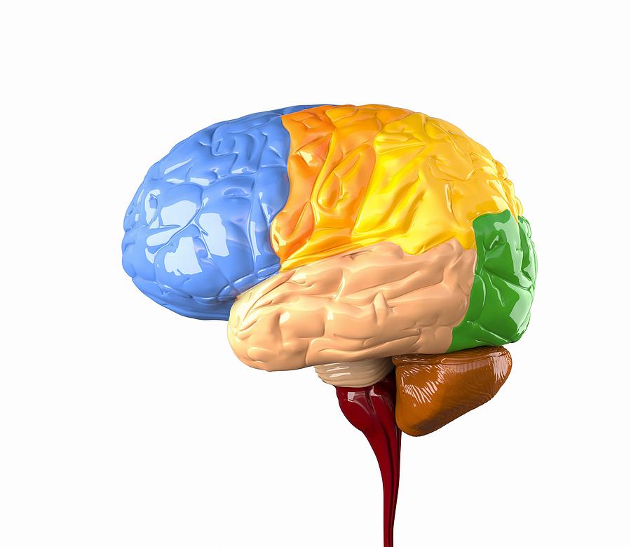 Игрушка изучение мозга. Мозги в подарок. Пластичность мозга. Как сделать мозг пластичным. Пластичный мозг
