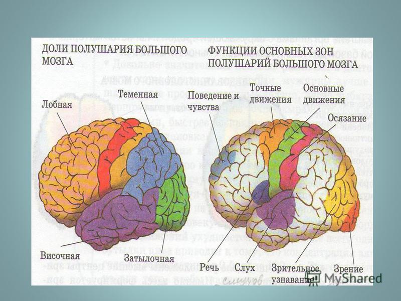 Общий план строения коры больших полушарий головного мозга