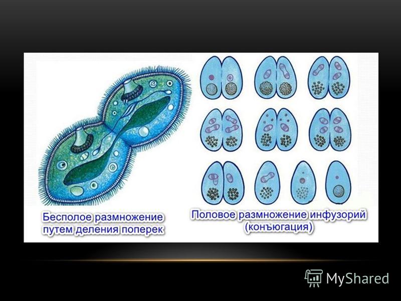 Инфузория туфелька размножение