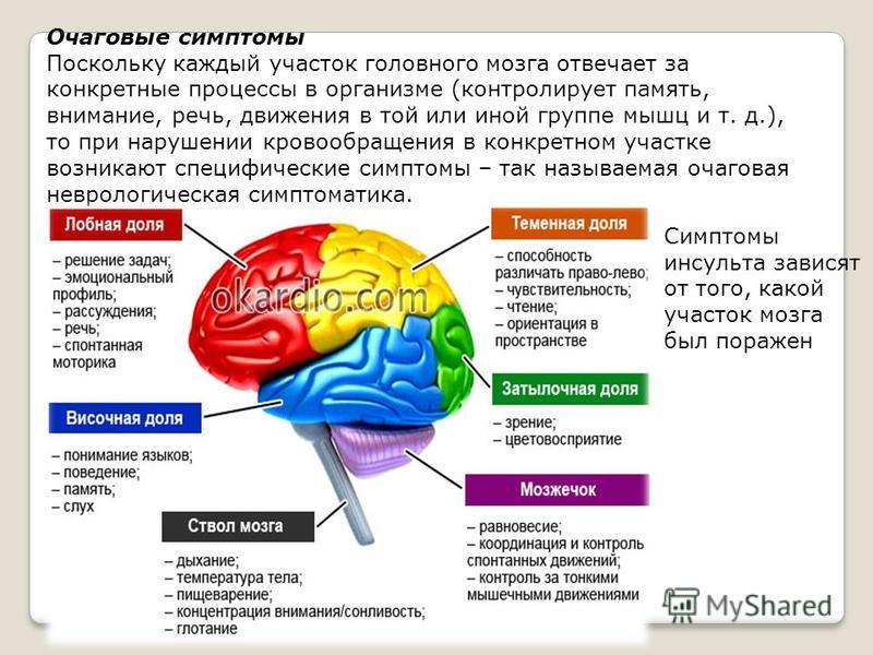 Память функция мозга. Части мозга. Участки головного мозга. За что отвечают части мозга. Участки мозга отвечающие.