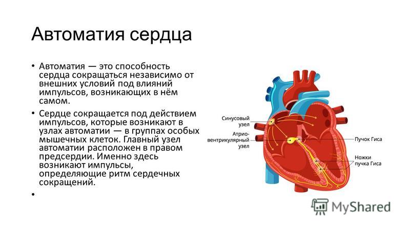 Автоматия это. Степень автоматии различных отделов сердца. Главный узел автоматии сердца. Способность сердца сокращаться под влиянием импульсов возникающих.