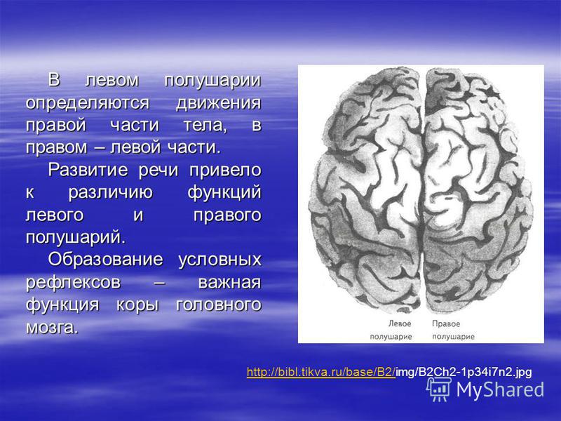 Мозг без полушарий
