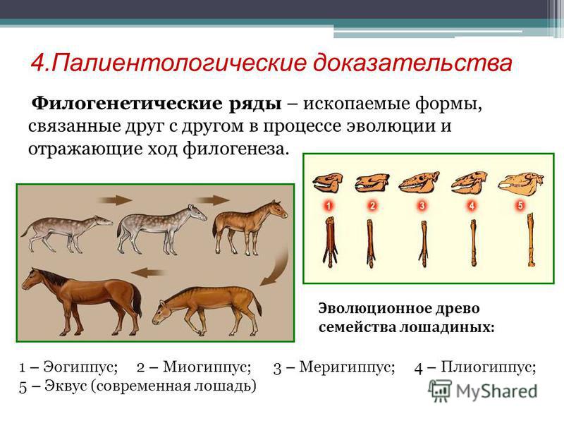 На рисунке изображены конечности ископаемых предков современной лошади к какой группе доказательств