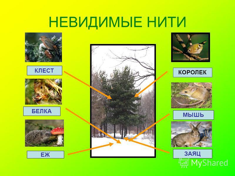 Схема невидимых нитей