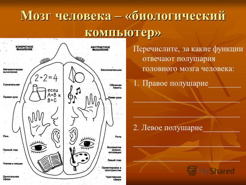 Функции левого и правого мозга. За какие функции отвечает левое полушарие головного мозга человека. Биокомпьютер мозг. Мозг наш биологический компьютер. Человек это биологический компьютер.