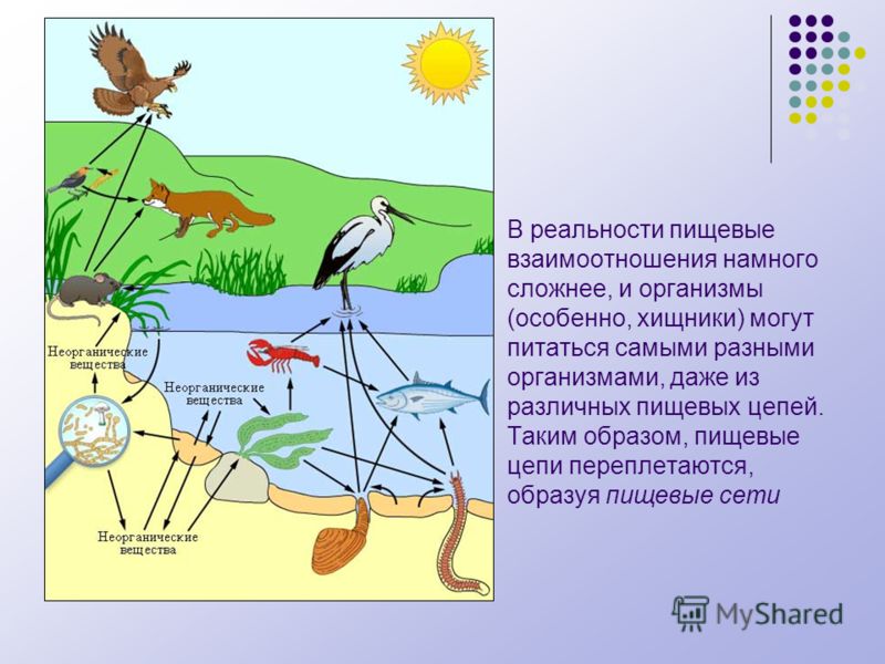 На рисунке изображен связи растения с окружающей средой какое общее свойство